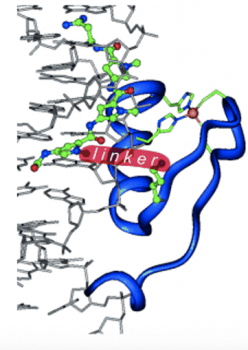 Specific DNA recognition by a synthetic, monomeric Cys2His2 zinc finger peptide conjugated to a minor groove binder
