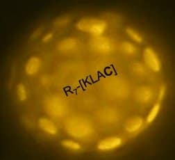 Potential of proapoptotic peptides to induce formation of giant plasma membrane vesicles with lipide domains