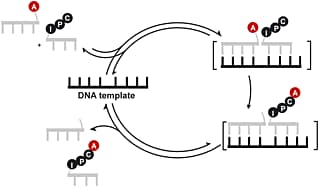 Templated native chemical ligation: peptide chemistry beyond protein synthesis