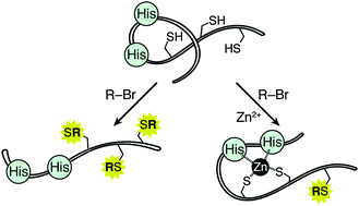 The ββα fold of zinc finger proteins as a “natural” protecting group. Chemoselective synthesis of a DNA-binding zinc finger derivative