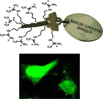 Efficient DNA binding and nuclear uptake by distamycin derivates conjugated to octa-arginine sequences