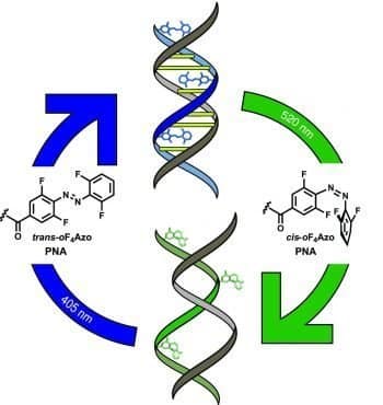 In search of visible-light photoresponsive peptide nucleic acids (PNAs) for reversible control of DNA hybridization