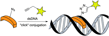 Straightforward access to bisbenzamidine DNA binders and their use as versatile adaptors for DNA-promoted processes