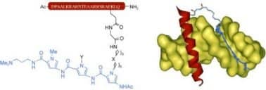 High affinity, sequence specific DNA-binding by synthetic tripyrrole-peptide conjugates