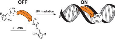 Light-controlled DNA binding of bisbenzamidines