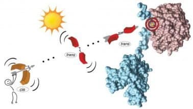 Modulating protein-protein interactions with visible-light responsive peptide backbone photoswitches