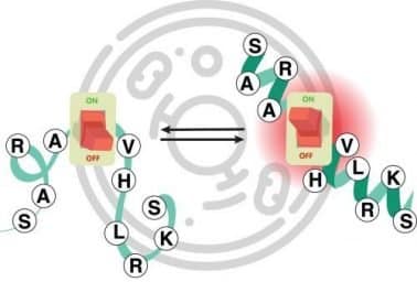 Photoswitchable peptides for spatiotemporal control of biological functions