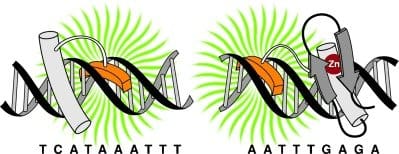 Sequence-selective DNA recognition with peptide-bisbenzamidine conjugates