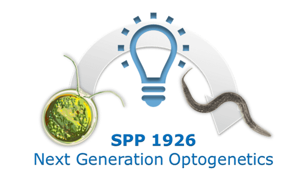 SPP1926 Project: Photoswitchable cell-penetrating PNAs for the manipulation of quiescence during regenerative myogenesis financed by Deutsche Forschungsgemeinschaft (DFG)