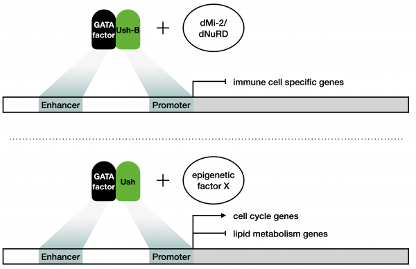 Ush-regulates hemocyte-specific gene expression, fatty acid metabolism and cell cycle progression and cooperates with dNuRD to orchestrate hematopoiesis