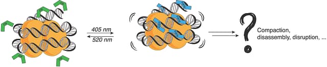 ortho-Fluoroazobenzene derivatives as DNA intercalators for photocontrol of DNA and nucleosome binding by visible light