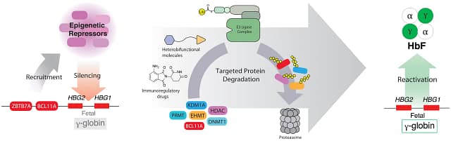 Targeted protein degradation as a promising tool for epigenetic upregulation of fetal hemoglobin