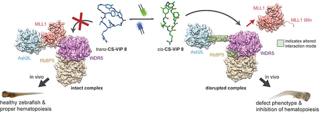 Bistable photoswitch allows in vivo control of hematopoiesis