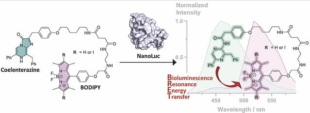 BODIPY-coelenterazine conjugates as self-illuminating substrates for NanoLuc