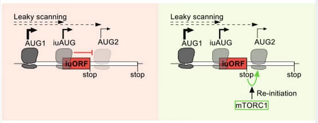 Short internal open reading frames repress the translation of N-terminally truncated proteoforms
