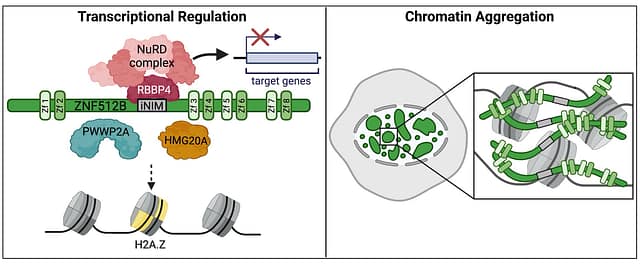 ZNF512B binds RBBP4 via a variant NuRD interaction motif and aggregates chromatin in a NuRD complex-independent manner