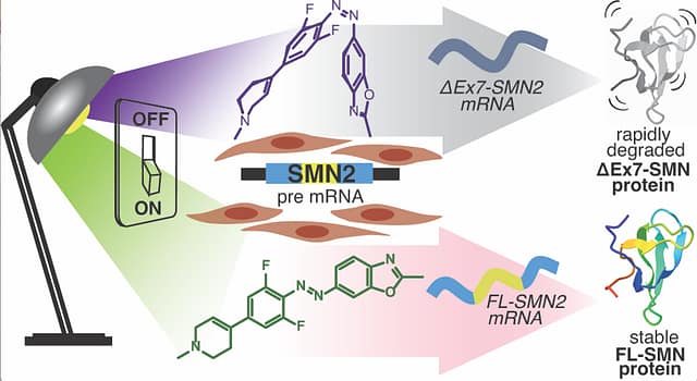 Reversible Control of RNA Splicing by Photoswitchable Small Molecules