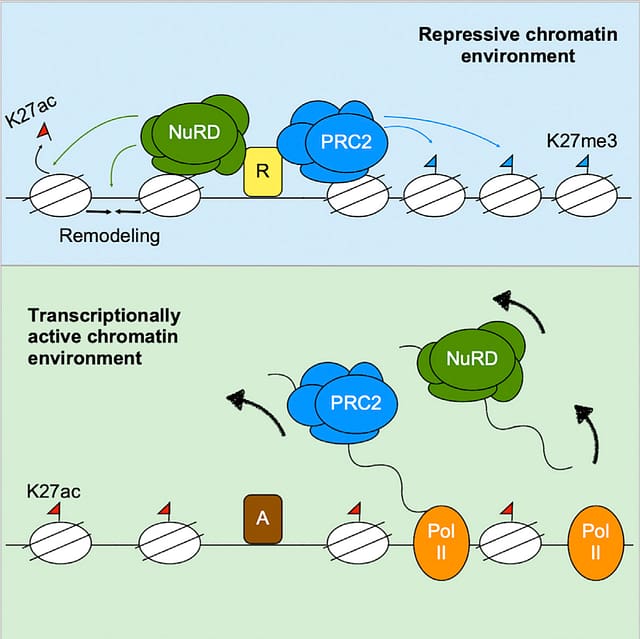 RNA inhibits dMi-2/CHD4 chromatin binding and nucleosome remodeling and nucleosome remodeling