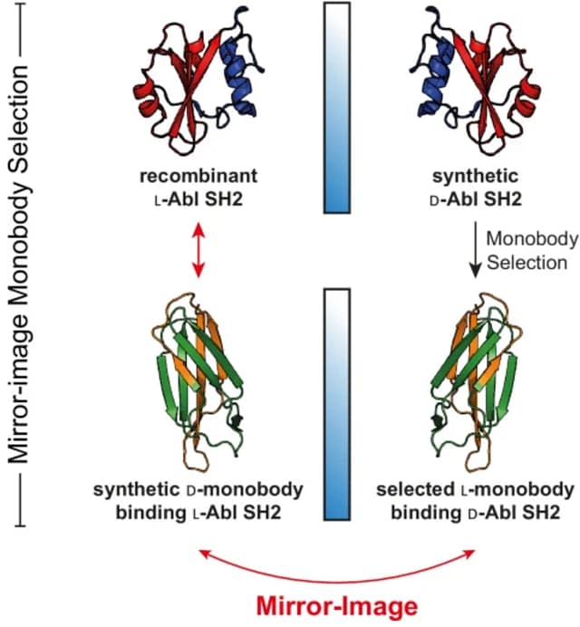 Development of mirror-image monobodies targeting the oncogenic BCR::ABL1 kinase