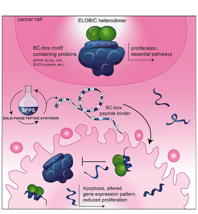 Peptide-mediated inhibition of the transcriptional regulator Elongin BC induces apoptosis in cancer cells